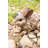 Animals Weather Resistant Water Resistant UV Resistant Polyresin Garden Statue-1367382664