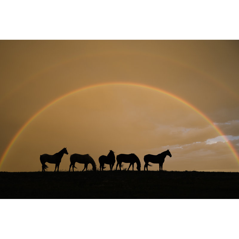 Equine Rainbow - Wrapped Canvas Print, 51cm H x 76cm W