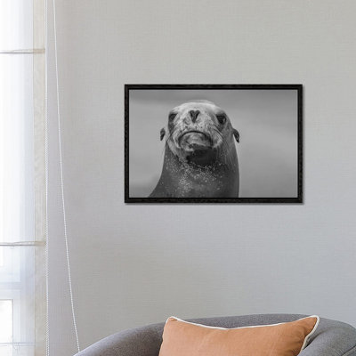 California Sea Lion, La Jolla, California by Tim Fitzharris - Gallery-Wrapped Canvas Giclée on Canvas