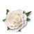 Pale Pink