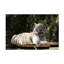 Art sur toile, Bob Bob Langrish-104137392