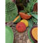 Amazōnia Earthenware Salad Bowl-54705748