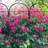 Alamanda Trellis-56343165