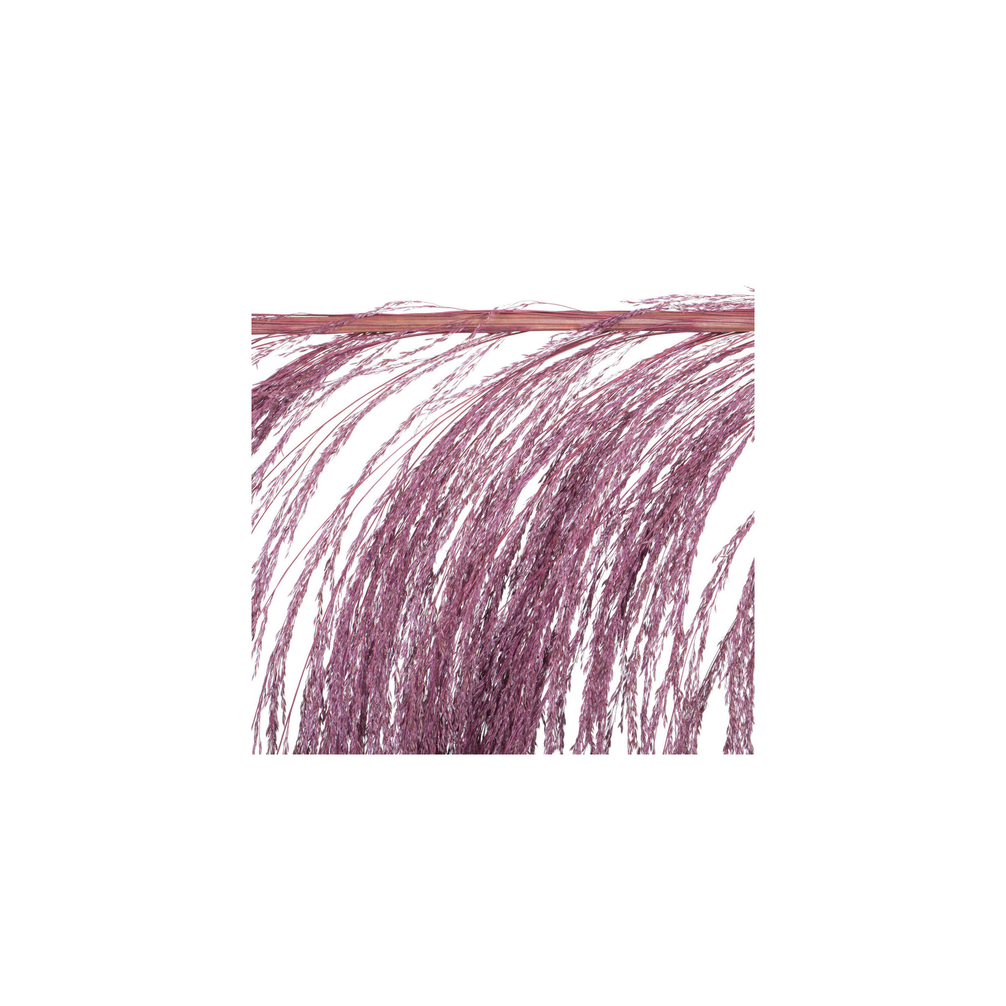 Lei 71'' Palm Plant, Purple
