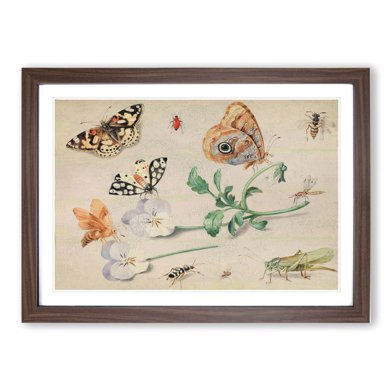 Butterflies and Insects Vol.2 by Jan Van Kessel - Picture Frame Painting, 36cm H x 48cm W x 2cm D, Walnut Framed