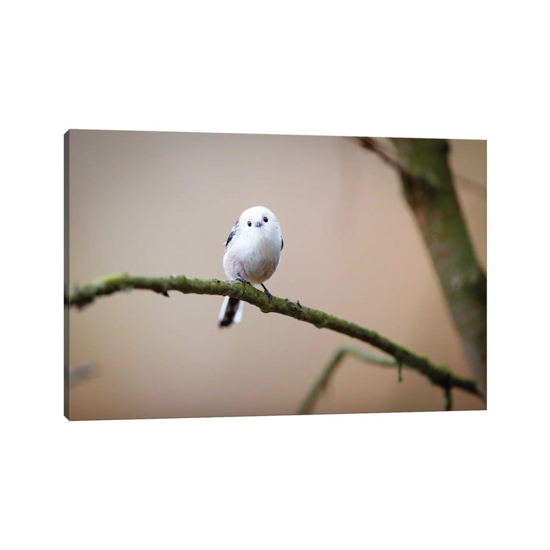 Are You Angry At Me? by Mateusz Piesiak - Wrapped Canvas Print, 66.04 cm H x 45.72 cm W x 1.91 cm D