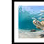 Turtle Beauty - photographie avec cadre