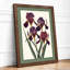 Purple Iris Study Botanical - Framed Print-457243506-457243509