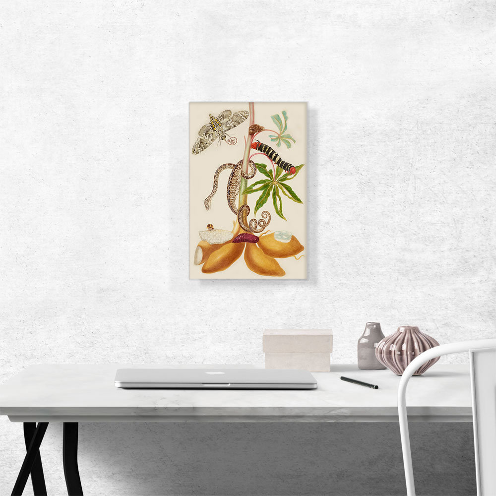 ARTCANVAS Cassava Root Garden Tree Boa Sphinx Moth Treehopper 1702 On ...