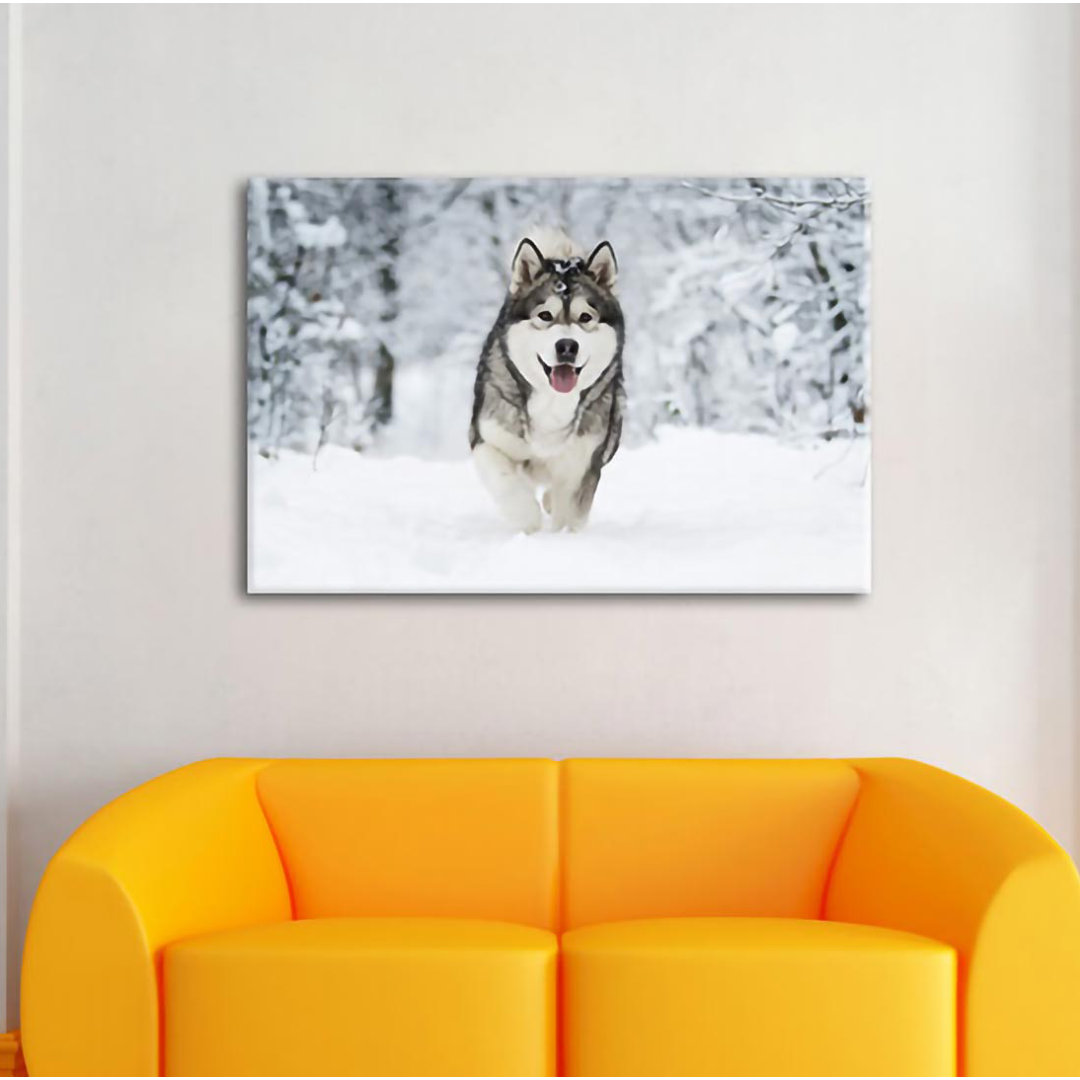 Leinwandbild Siberian Husky in Winter Forest