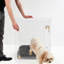 Caisse pour animaux de taille moyenne avec loquet doré-881226854-904310545-904310546