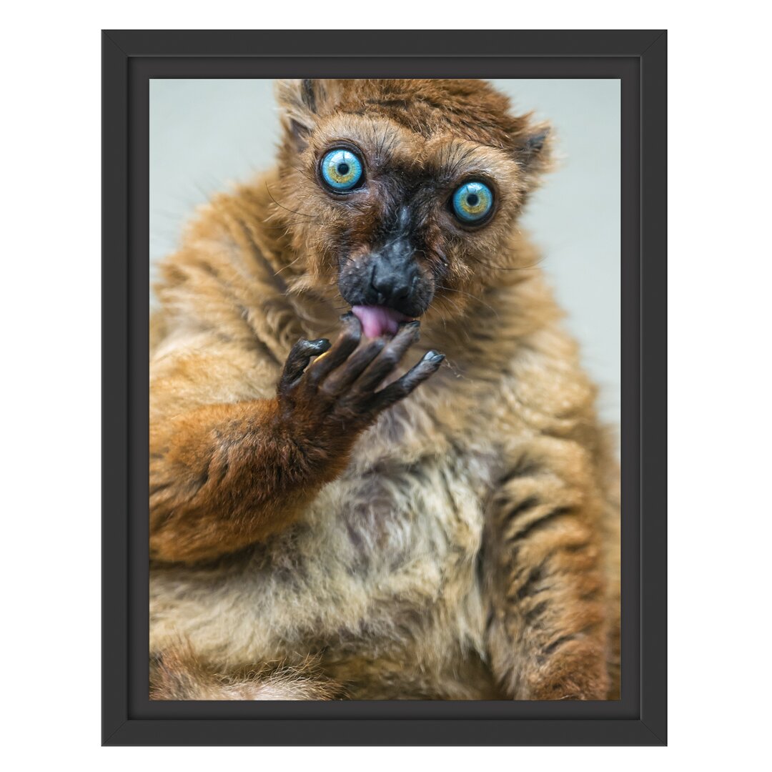 Blauäugiger Lemur Gerahmter Kunstdruck