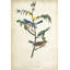 Art sur toile tendue de la galerie John James d'Astoria Grand Audubon, «Delicate Bird and Botanical IV»-765755602
