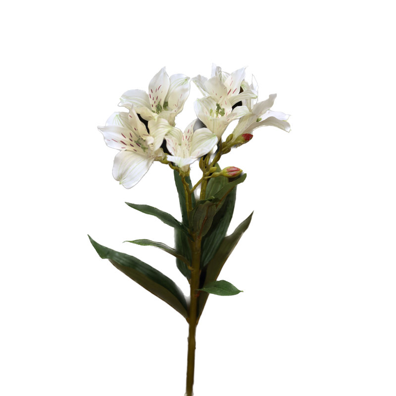 White Alstroomeria