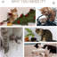 Grady 281.94cm H Cat Tree