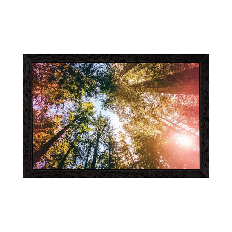 California Redwoods, Sun-Rays, And Sky by Elena Kulikova - Floater Frame Print on Canvas, 152.5 cm H x 101.5 cm W