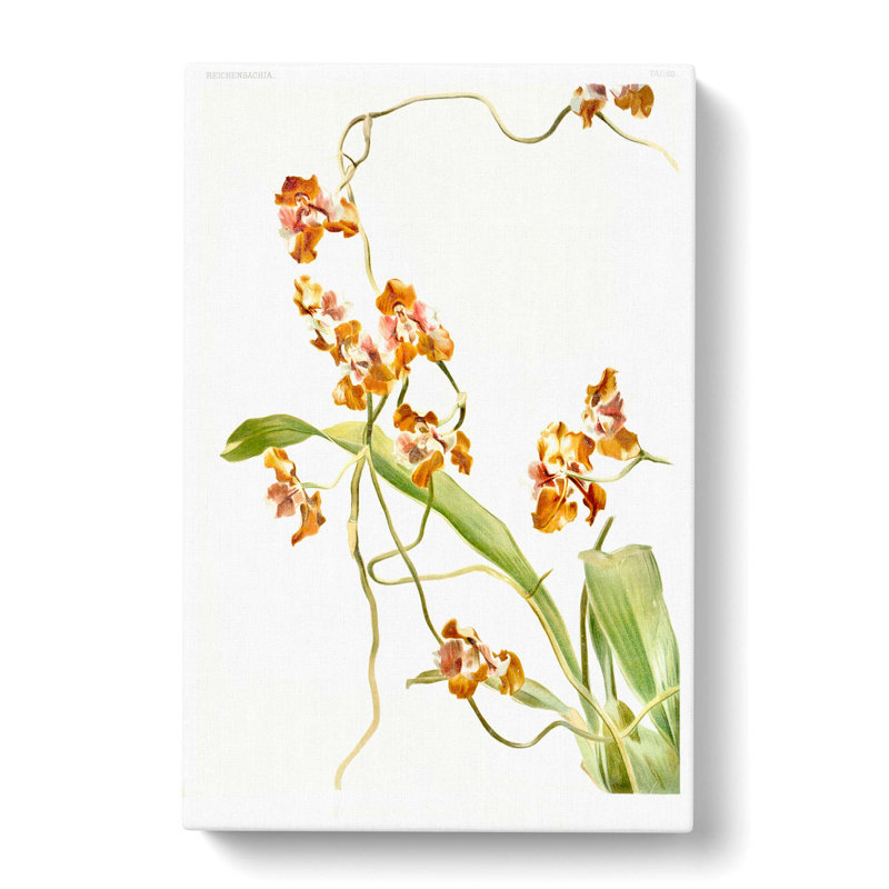 Magnolia Flowers Illustration Tab.60 by Frederick Sander - Wrapped Canvas, 91cm H x 60cm W x 3cm D