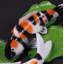 Statue de poisson Yin Yang Koi