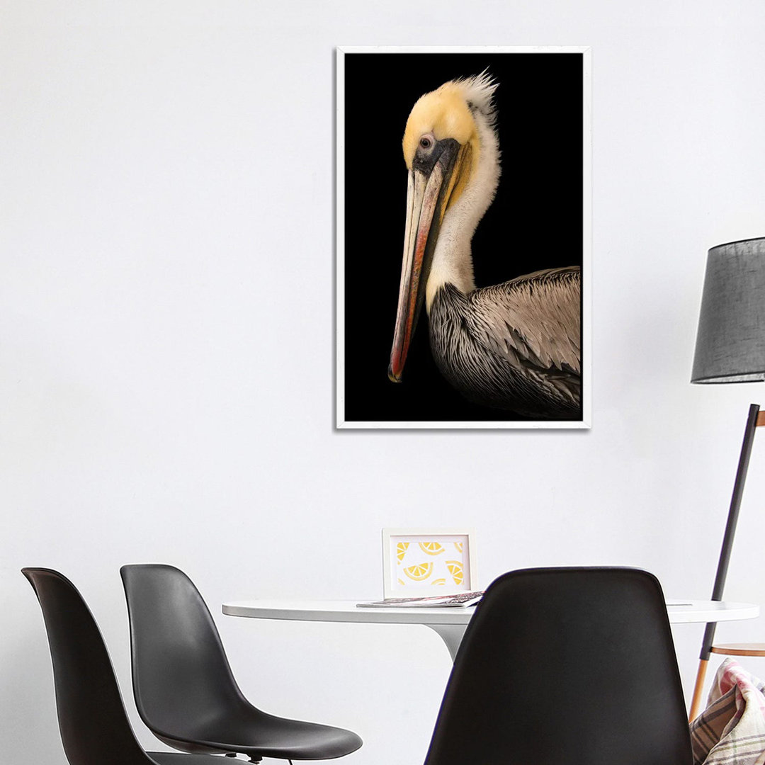 Ein brauner Pelikan im Santa Barbara Wildlife Care Network von Joel Sartore - Galerie-verpackte Leinwand Giclée auf Lein...