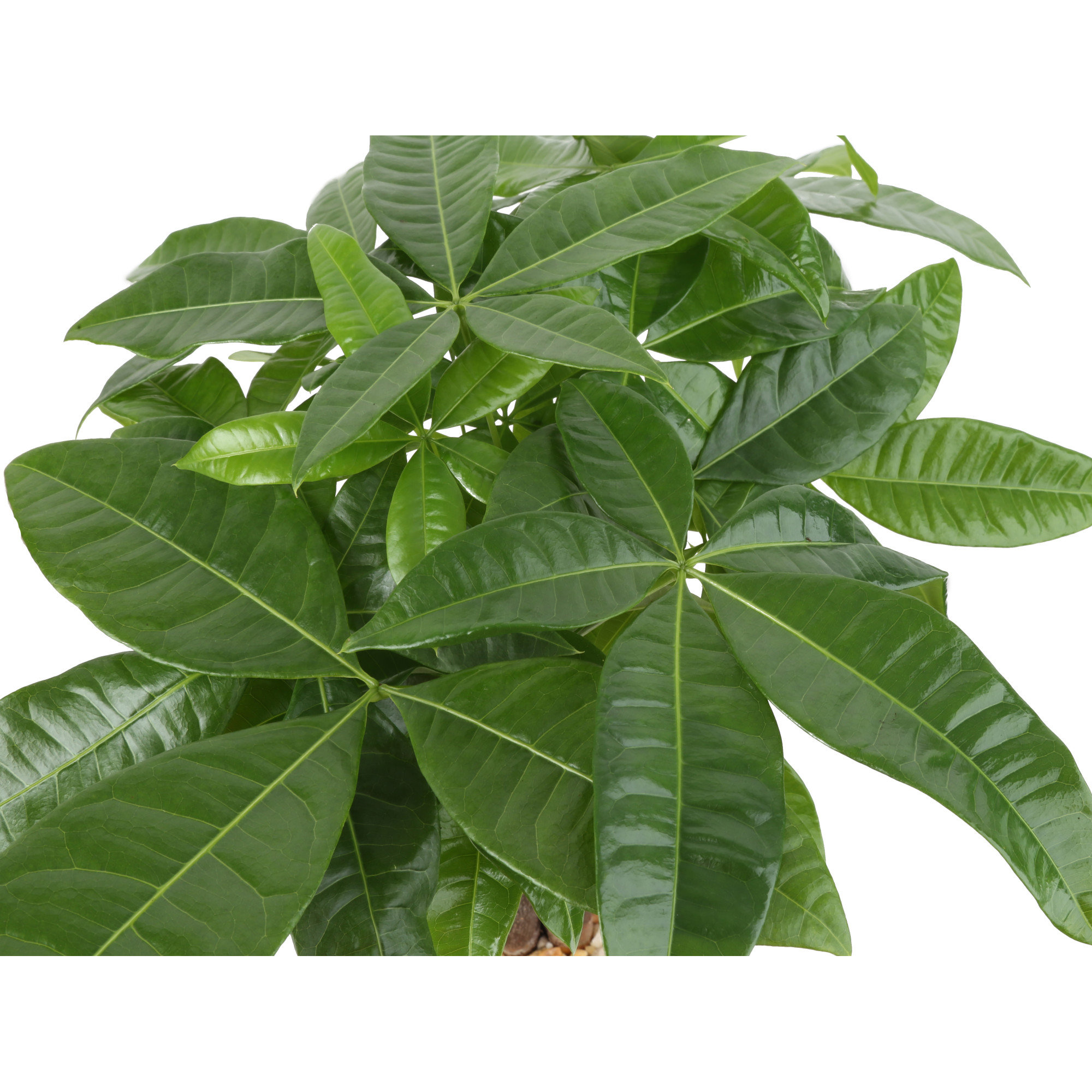 Costa Farms Indoor Pachira Braid Money Tree House Plant in 4-inch Nursery Pot