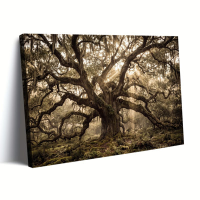 Ancient Oak Tree in Misty Forest Canvas Art, Wrapped Canvas, Ready to Hang