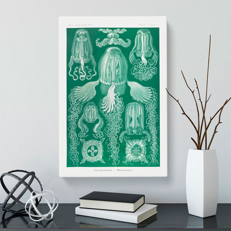 Cube Jellyfish by Ernst Haeckel - Wrapped Canvas Painting, 60cm H x 40cm W x 3cm D