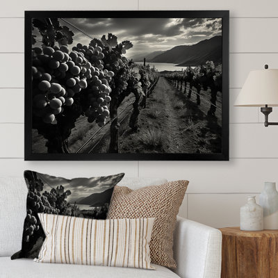 " Scenic Vineyard In Monochrome "