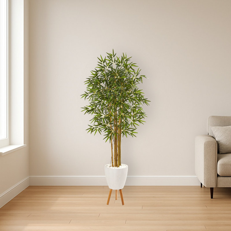 Multi Bambusa Bamboo Tree in Planter with Stand