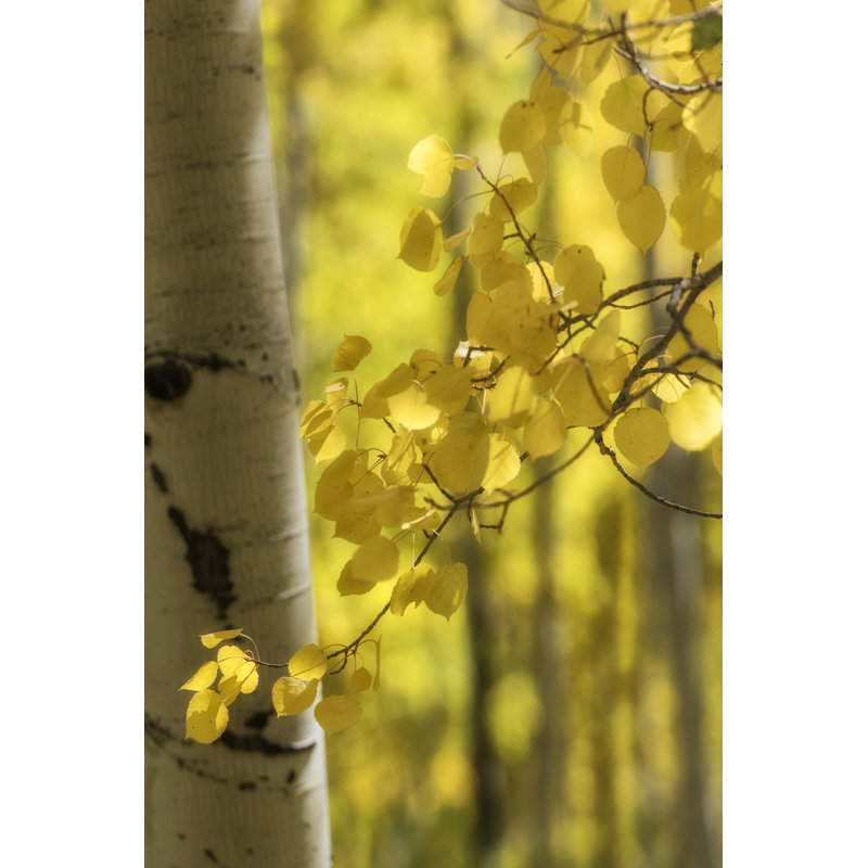 Aspen Highlights by Danny Head - Photograph, Black Floater Framed, 91 cm H x 61 cm W