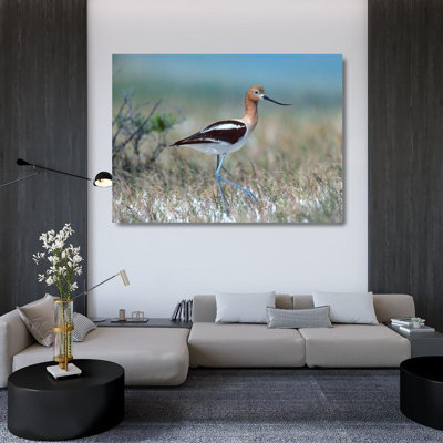 Alcott Hill® Fitzharris, Tim Gallery Wrapped Canvas Art Titled: American Avocet