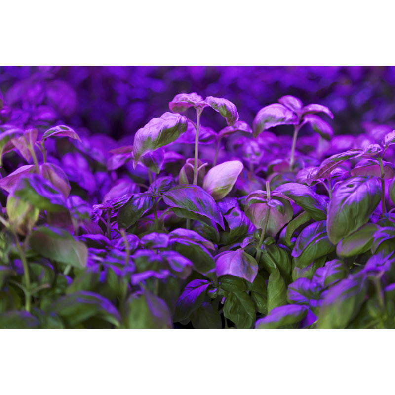 Greenhouse Basil by Lya_Cattel - Wrapped Canvas Print, 51cm H x 76cm W