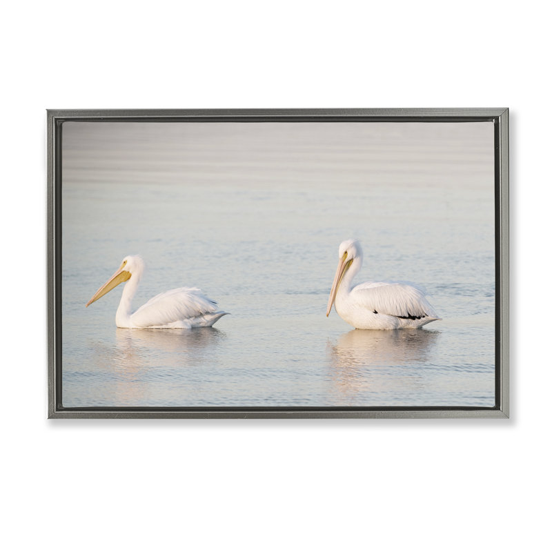  «Pelicans on Calm Waters» par Danita Delimont, H 17 po x l 25 po, Cadre flottant gris lustré