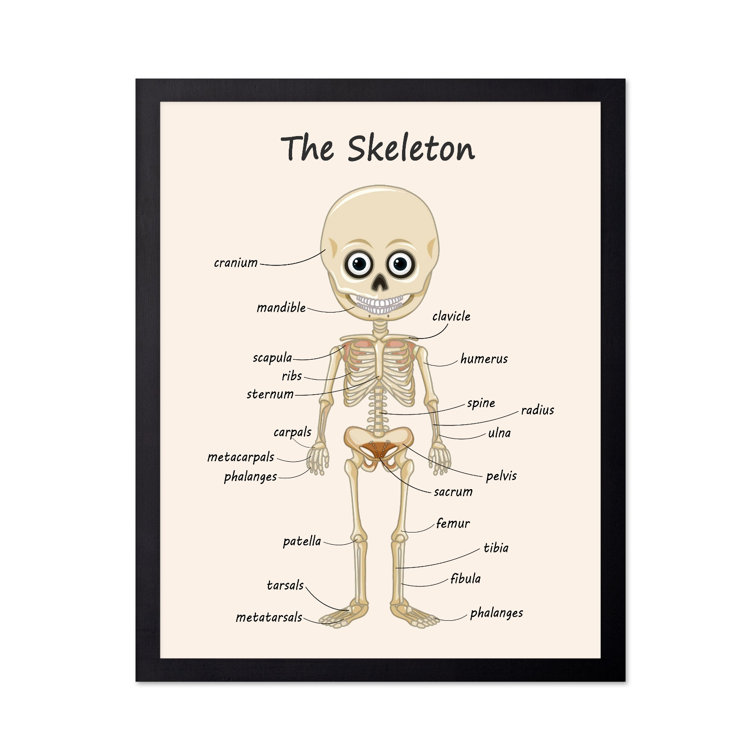 The Skeleton