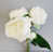 White is out of stock selected