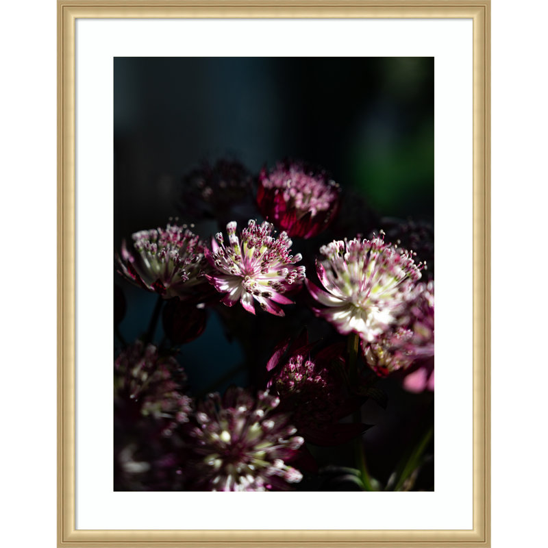 «Dark Winter Floral Astrantia Major» par Christa Stroo, impression sur bois encadrée