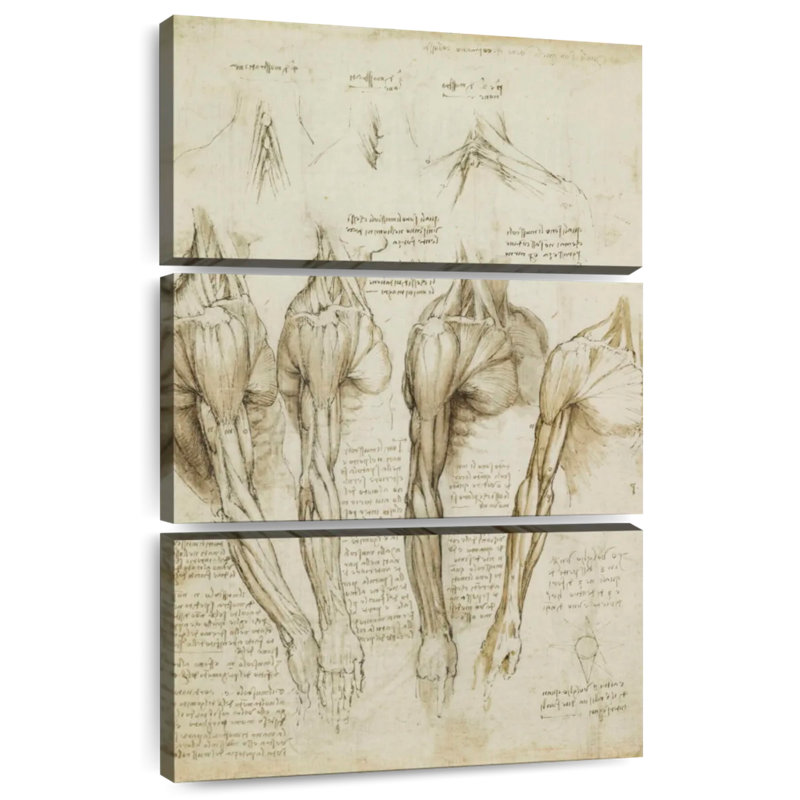 Muscles de l'épaule Keiri, H 50 po x l 32 po