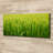 Rice Field - Wrapped Canvas Print-1241202082-1241202087