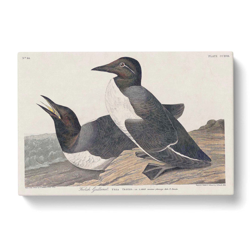 Foolish Guillemots by John Audubon - Wrapped Canvas Painting, 35cm H x 50cm W x 3cm D