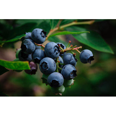 Frede Blueberry Hill - Wrapped Canvas Print