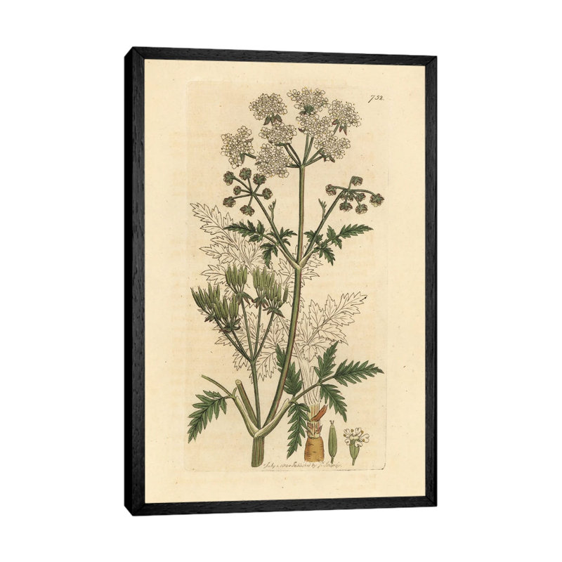 Cow Parsley by Florilegius - Gallery-Wrapped Canvas Giclée on Canvas, 101.6 cm H x 66.04 cm W  x  4.445 cm D, Black