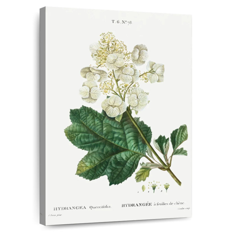 Hortensia à feuilles de chêne Keiri, H 51 po x l 34 po
