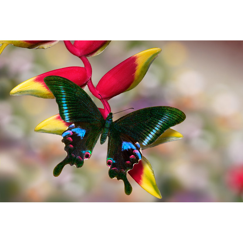 Papilio Arcturus by Dmitrii Melgunov (Ritam) - Wrapped Canvas Print, 30cm H x 46cm W x 3.8cm D