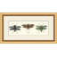 Specimen Trio 2 Print by Lillian August