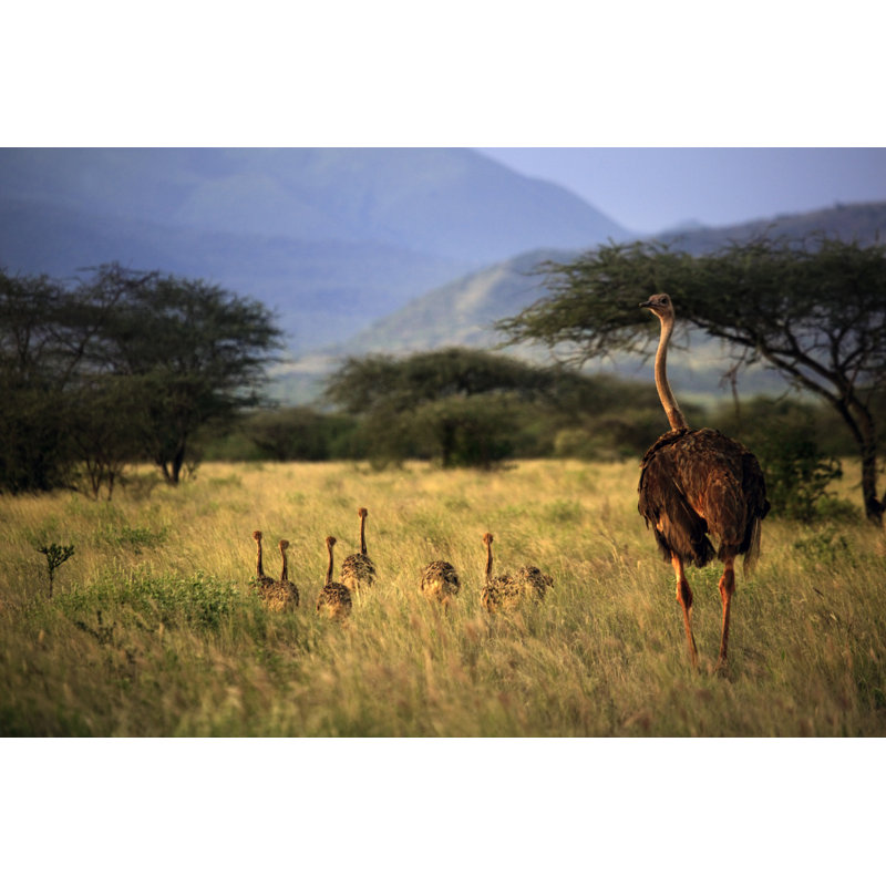 Ostrich With Chicks by Tatiana Morozova - Wrapped Canvas Print, 30cm H x 46cm W