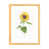 Natural Wood Paper n'est pas disponible
