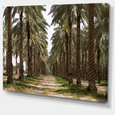 " Date Palm Plantation Photography "