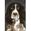 «Brown English Springer Spaniel», reproduction sur toile