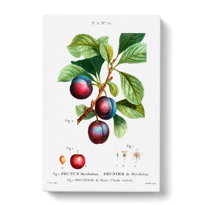 Ripe Plums by Pierre-Joseph Redoute - Wrapped Canvas, 50cm H x 35cm W x 3cm D