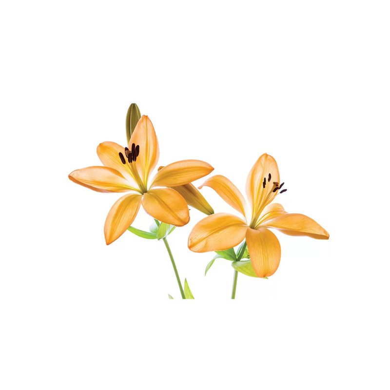 Lilies On A White Background by Panoramic Images - Gallery-Wrapped Canvas Giclée on Canvas, No Frame, 20.32 cm H x 30.48 cm W