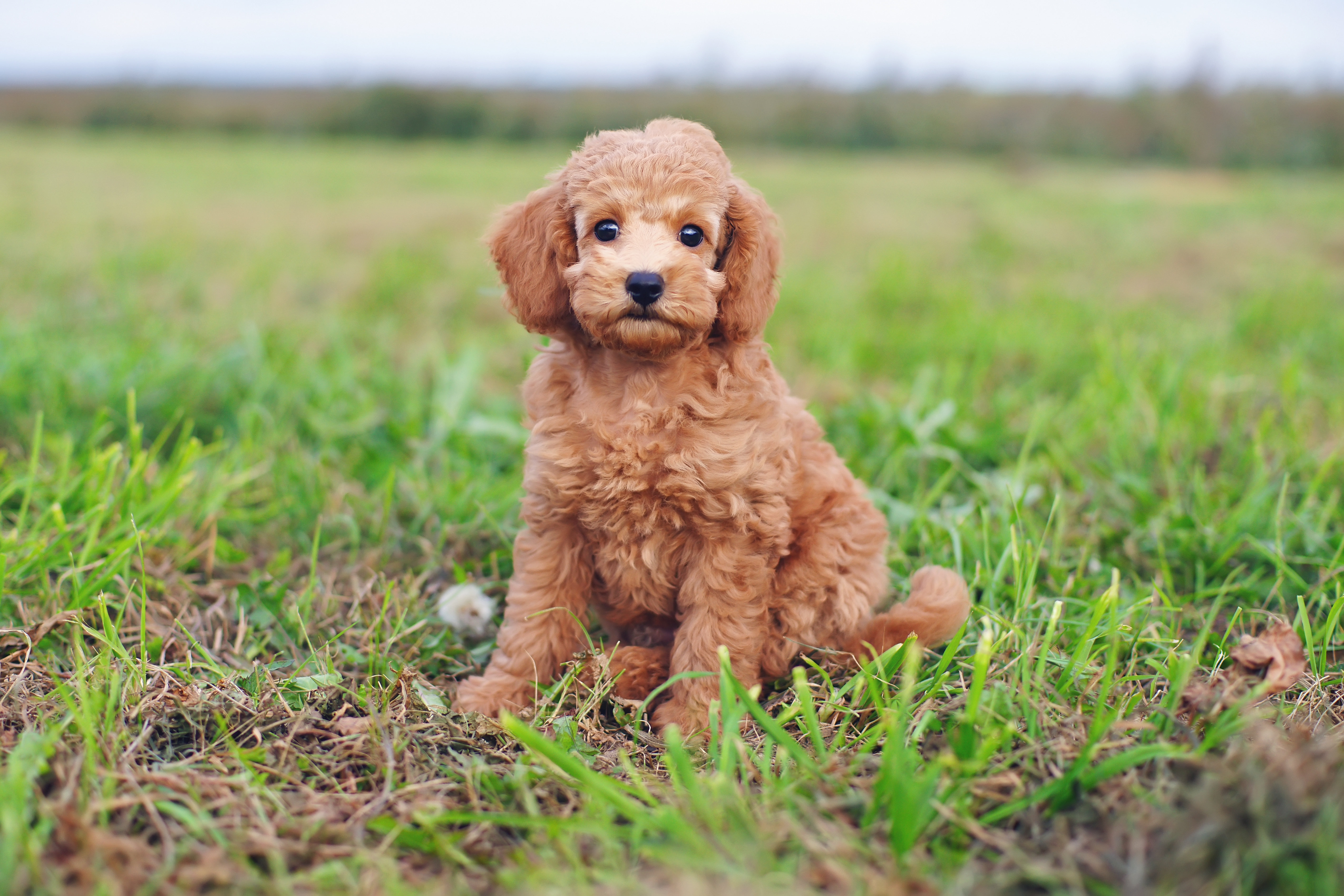 Poodle Dogs Mini Toy Poodle Full Grown Difference Between A Toy